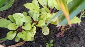 Хосты на осень. Продажа.