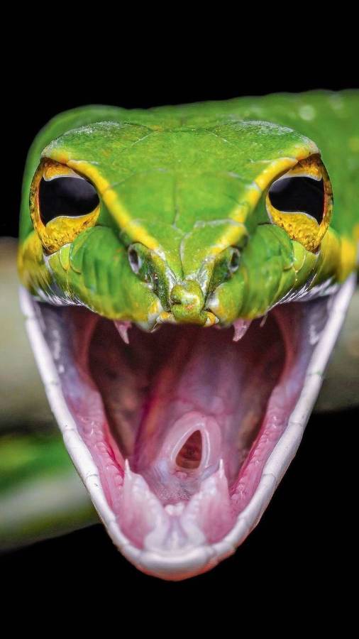 🐍Самые безобидные змеи