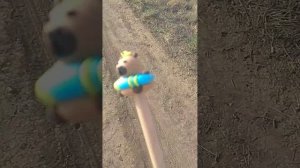 Влог на улице с капибарой