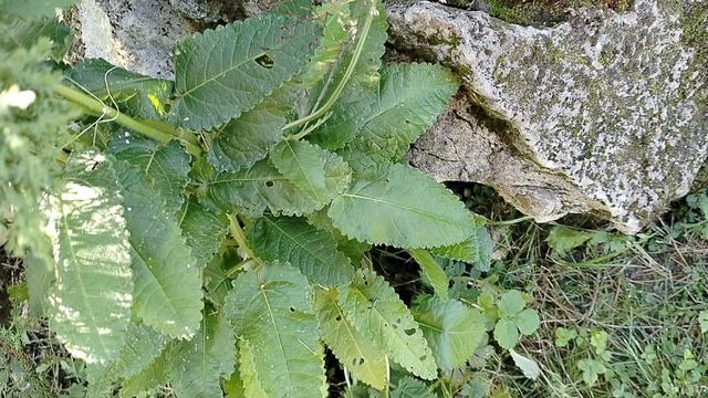 Буквица лекарственная (Betonica officinalis) из леса в нашем саду. смотреть онлайн