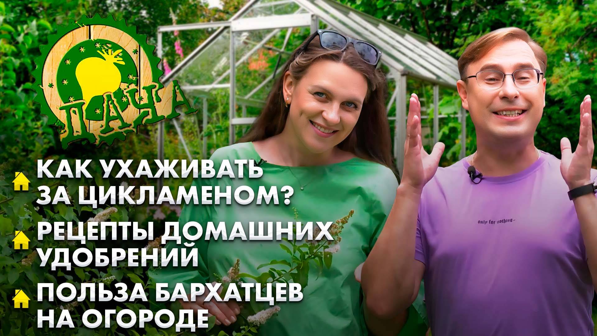 Правильный уход за цикламеном | Удобрения своими руками | Польза бархатцев на даче. Дача