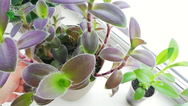 Традесканция "Pale Puma". Февраль 2025г