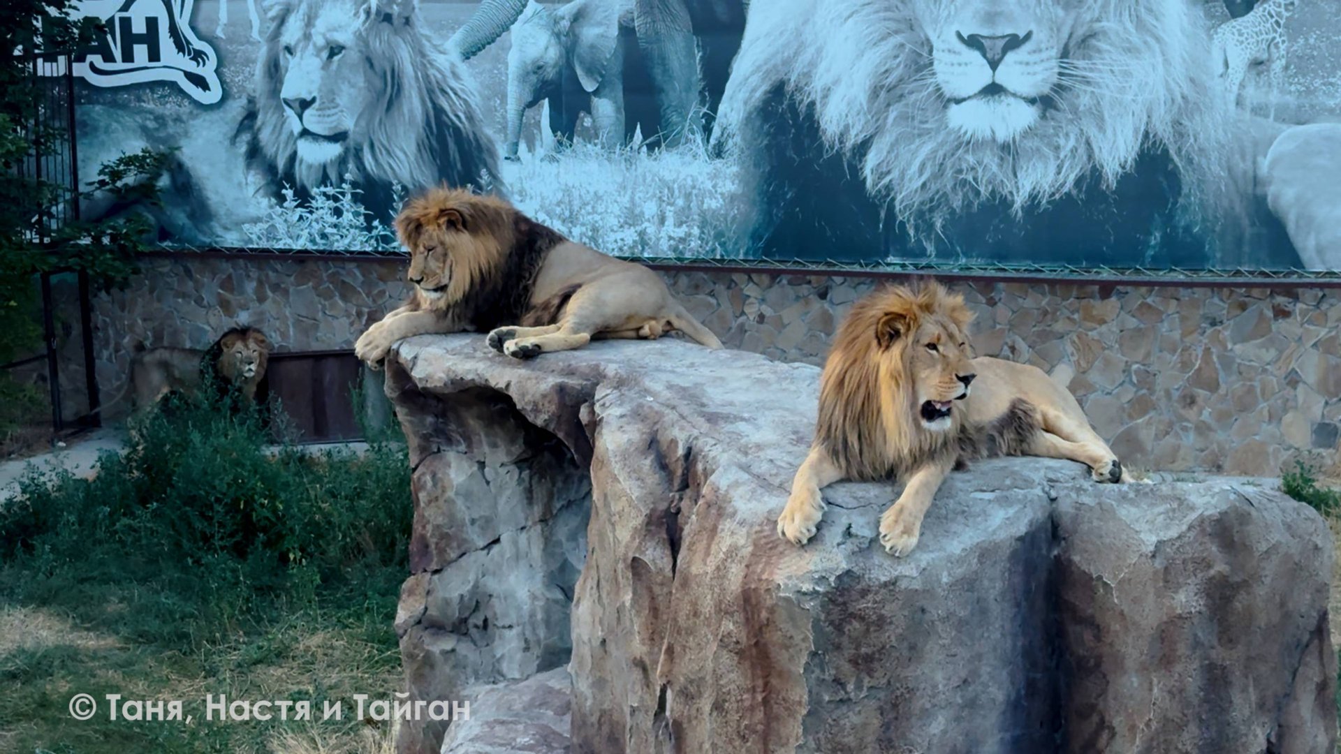 Когда парк засыпает, львы просыпаются! Вожак драконит вольерных львов и устраивает мощные переклички смотреть онлайн