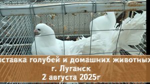 Выставка голубей и домашних животных Луганск 2 августа 2025 года
