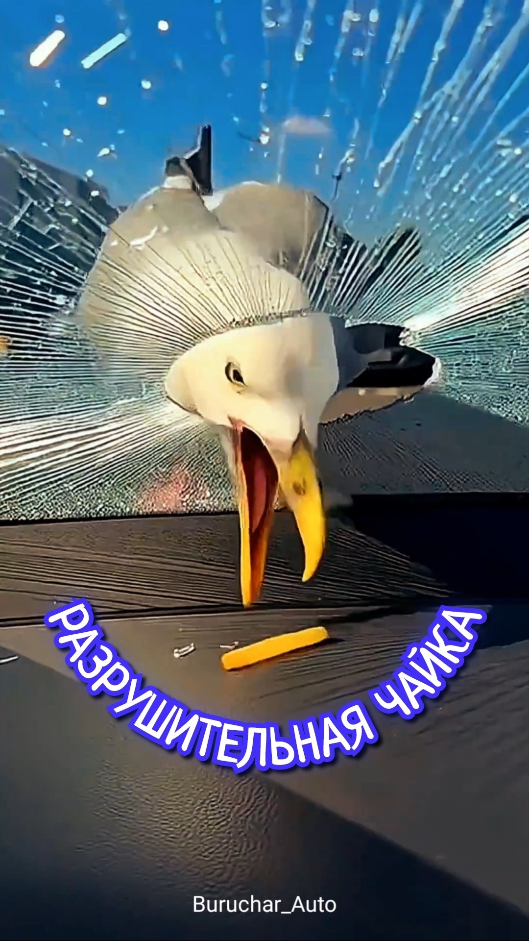 Птица чайка разбивает пробивает клювом лобовое стекло автомобиля