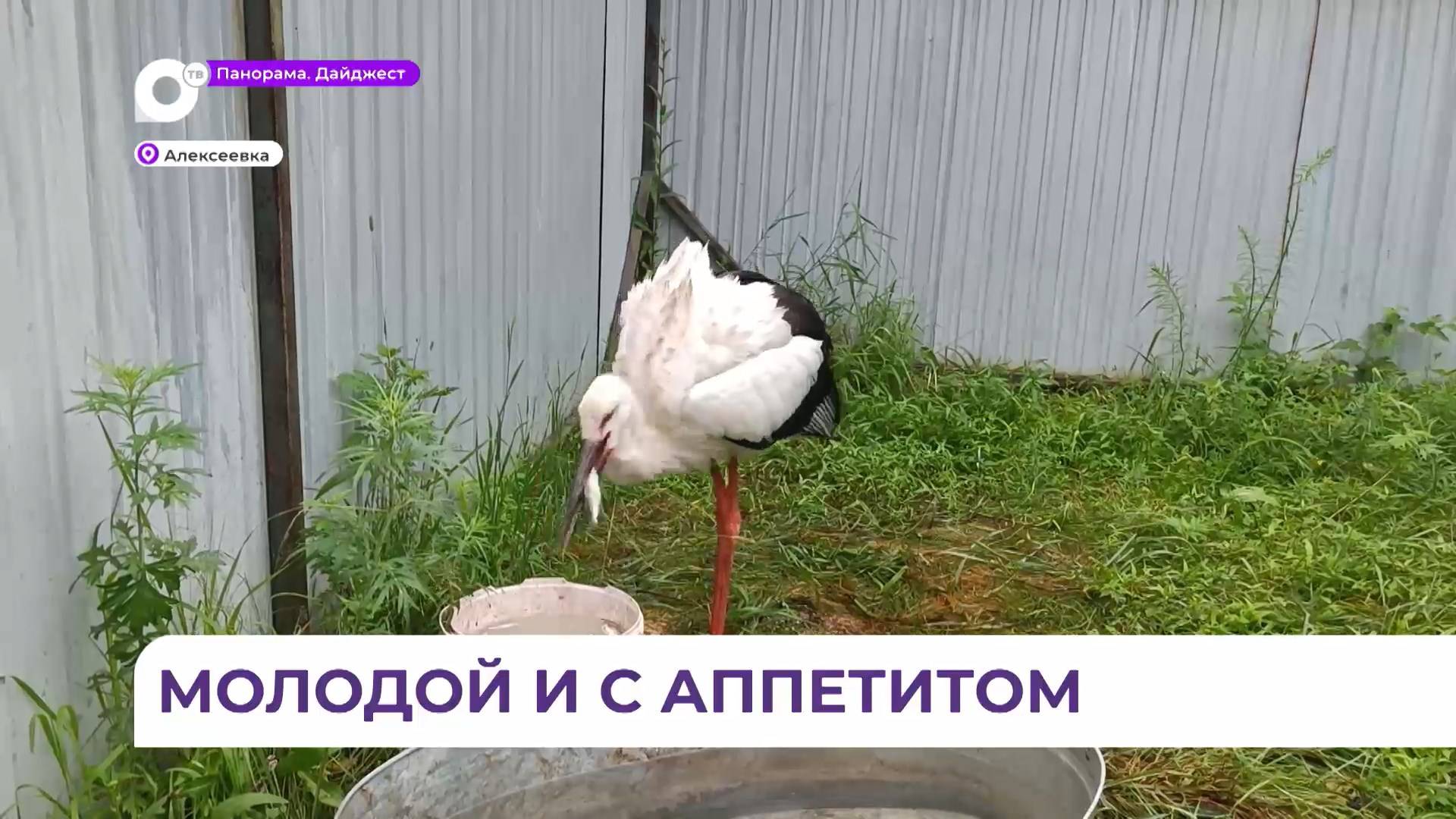 В реабилитационном центре «Тигр» появился новый постоялец с отменным аппетитом смотреть онлайн