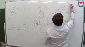 Обмен Липидов часть первая