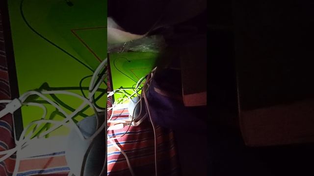 Прислуга у сельских бандитов.