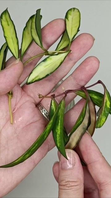 Хойя Вайети Триколор Вариегата смотреть онлайн