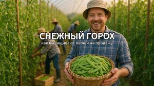 Снежный горох: как выращивают овощи на продажу 🫛