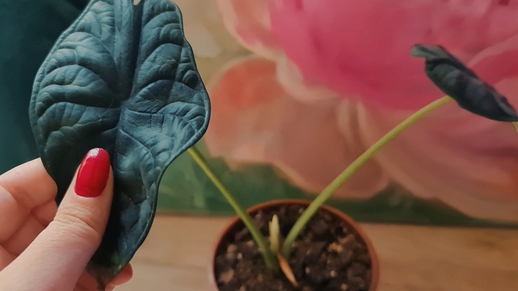 Комнатные растения.Моя Алоказия оживает