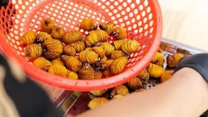 кокосовые черви. деликатес из Тайланда 🥥