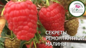 Секреты выращивания ремонтантной малины в средней полосе