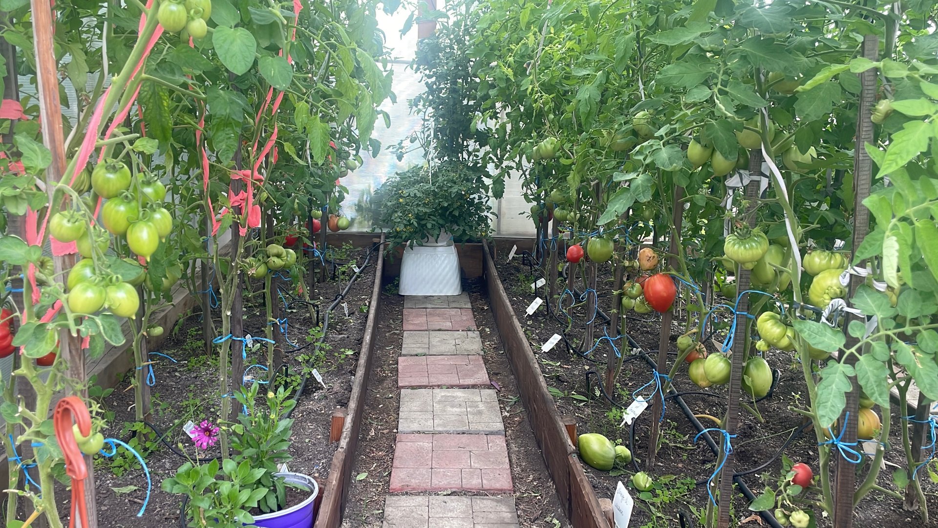 Обзор Минусинсках сортов томатов. В этом сезоне все томаты растут плохо, в том числе и Минусинцы 😞 смотреть онлайн