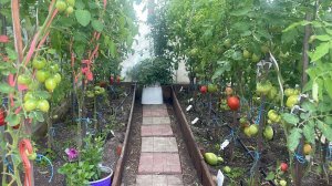 Обзор Минусинсках сортов томатов. В этом сезоне все томаты растут плохо, в том числе и Минусинцы 😞