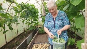 "Жизнь на пенсии".. Сходила в парикмахерскую, приготовила обед, собрала огурцы и всё......