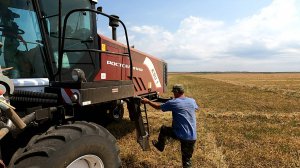 Косим суданку на семена, работа кипит!