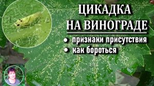 ВИНОГРАДНАЯ ЦИКАДКА. Узнайте опаснейшего вредителя винограда и как с ним бороться