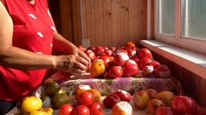 IMG_8830 обзор моих томатов, по сортам.