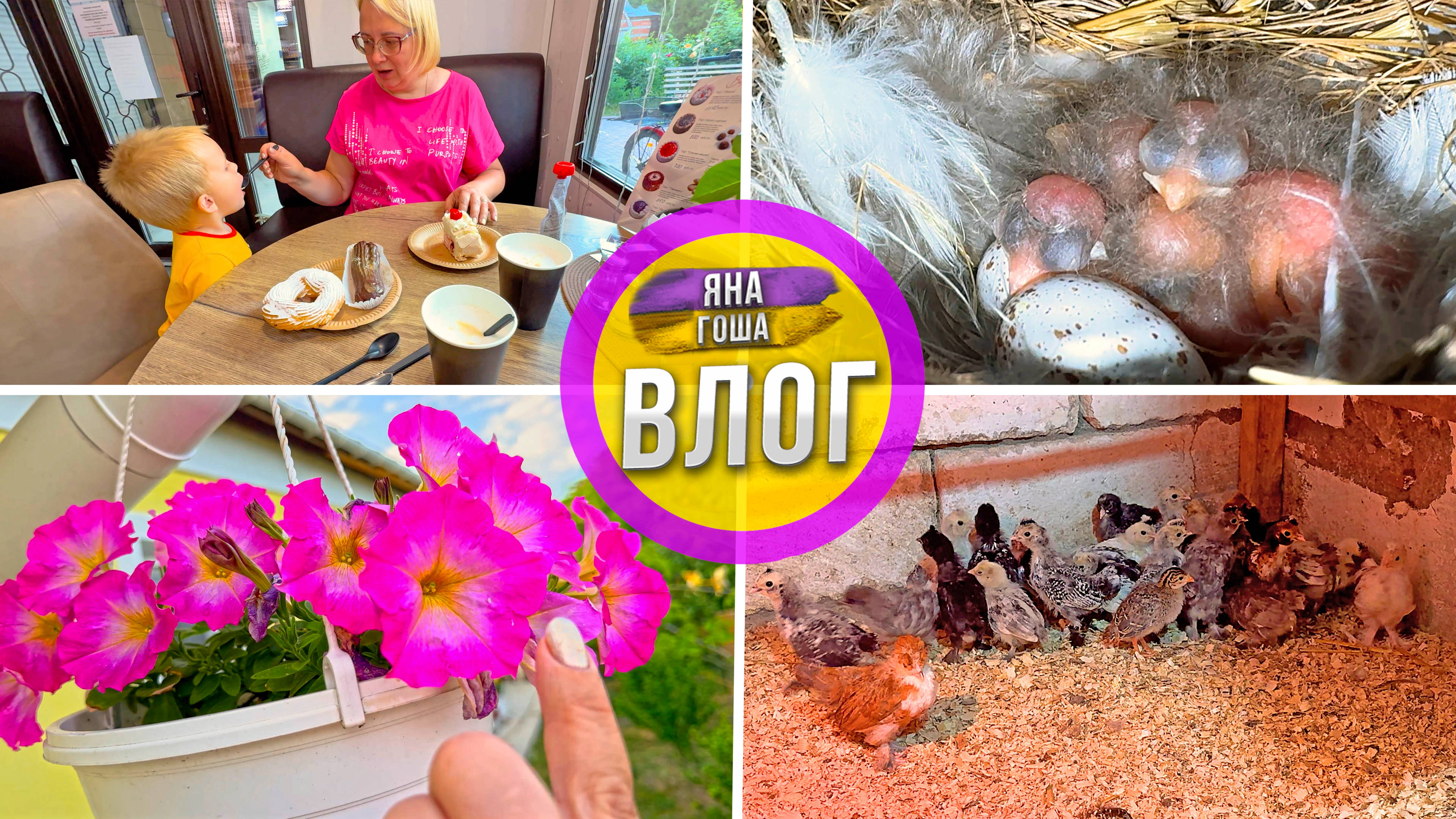 Птенцы ласточек - сняла! Редкая петунья. Почему болеют цыплята? Нашли хорошее кафе. смотреть онлайн