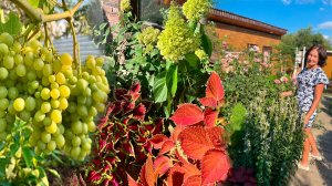 Сад, огород в начале августа. Краснодарский край.