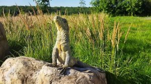 Утренний холм