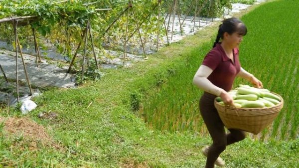 Use 3-Wheeled Truck To Harvest Many Delicious Cucumbers Goes To Sell For Villager.