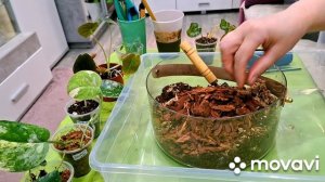 КОМНАТНЫЕ РАСТЕНИЯ(ЦВЕТЫ).НОВИНКИ С OZON И С ВЫСТАВКИ«ФЛОРА».