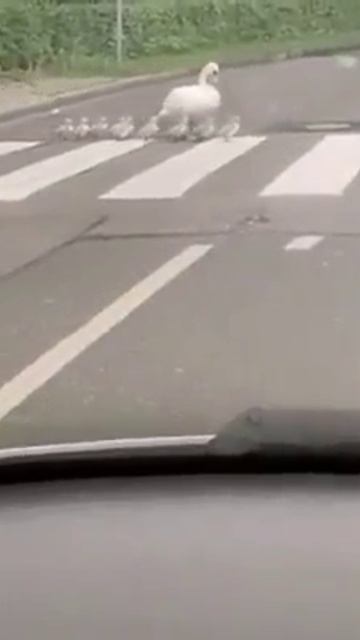 Лебеди переходят дорогу смотреть онлайн