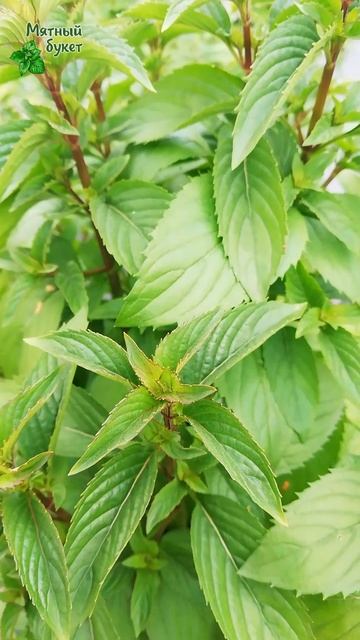 Мята После восьми. Начало августа 2025г