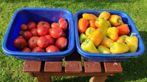 Лечо из перцев и помидоров на зиму.