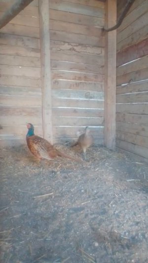 САМКА И САМЕЦ ОХОТНИЧЬЕГО ПРОМЫСЛОВОГО ФАЗАНА НА 444 ДЕНЬ ПОСЛЕ ВЫЛУПЛЕНИЯ