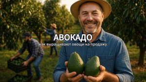 Как выращивают авокадо на продажу 🥑