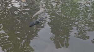 Карпы кои , Парк Галицкого