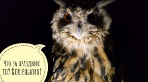 Ночная сова Ёль на качельках и Кошкин День у Кошки Морошки