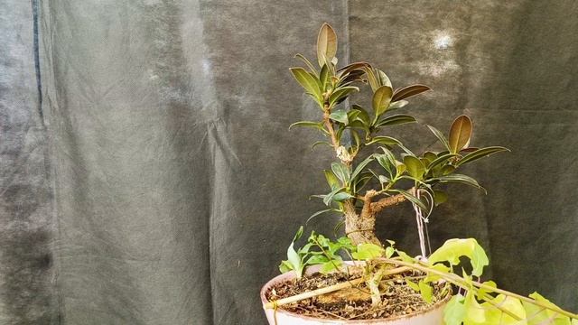 √8 фикус 114 Мелани (Бонсай)