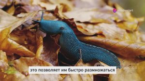 Борьба с испанским слизнем
