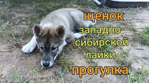 Лай собаки!