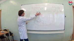 Биохимия Инсулин 2 часть