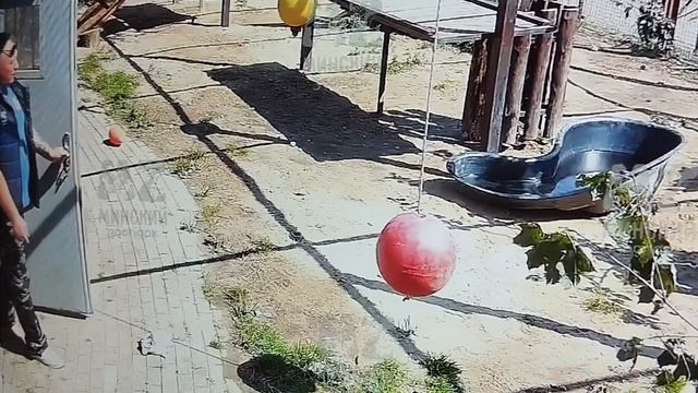 Царь Шерхан слегка 