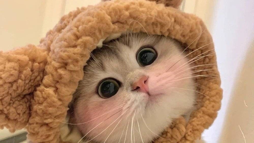 Кстати у меня появился питомец,это котёнок Черныш,ему 1 месяц,он очень хороший котёнок❤️❤️❤️❤️❤️