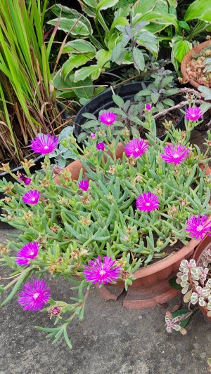 Многолетник делосперма Купера. 08.08.2025 г. Пятигорск.