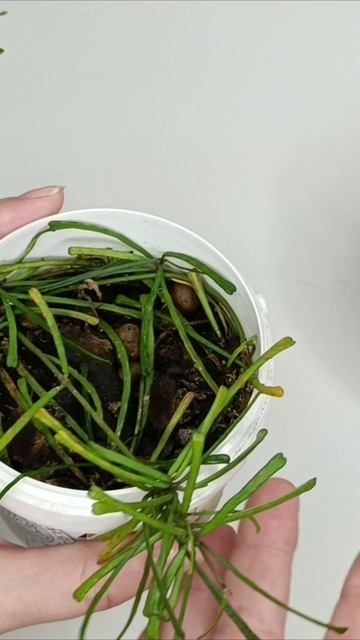 Hoya retusa (хойя ретуза) и Хойя серпенс (Hoya serpens) смотреть онлайн