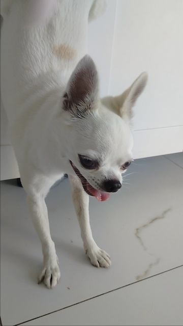 Лаки голос! Сейчас закричит!