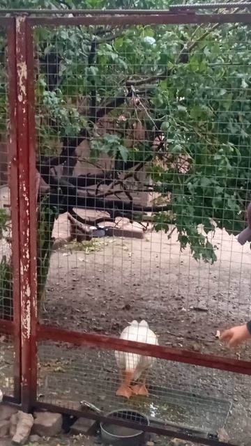 ЧТО ОН СКАЗАЛ??? ЗДРАВСТВУЙ??? ОБЩИТЕЛЬНЫЙ ГУСЬ))). ЧУДО ПРОСТО