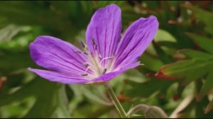 Царство Растений , 3 серия из 3. Выживание   Survival