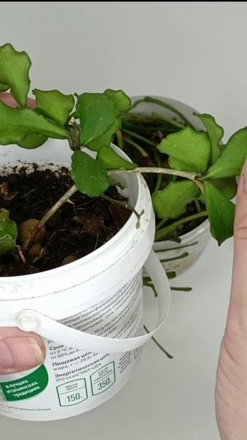 Hoya kanyakumariana (хойя каникумариана) смотреть онлайн