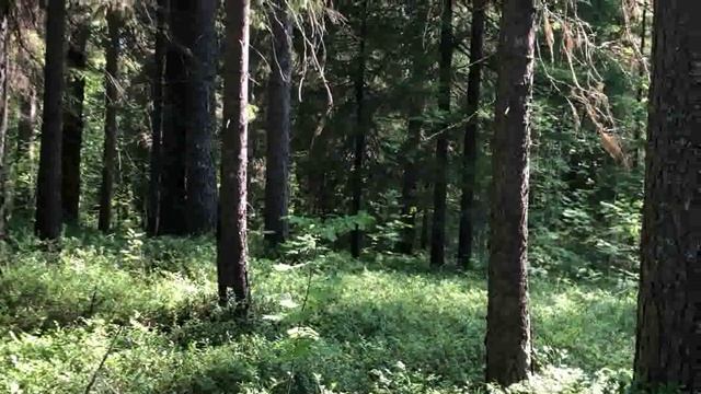 Опять в лесу по чернику смотреть онлайн