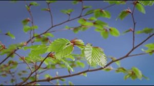 Царство Растений , 1 серия из 3.  Жизнь во Влажном Климате Life in the Wet Zone