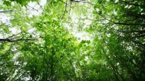 ИНСУЛЬТ*Сеанс, который Запускает Восстановление Речи и Движения*Оздоровление Головы от Инсульта